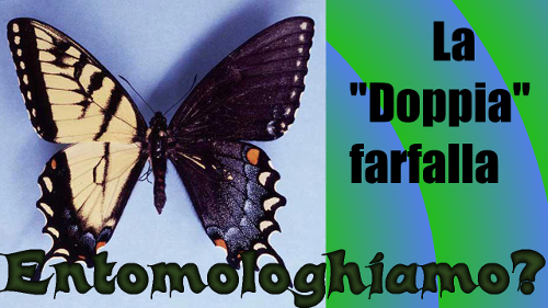 La Doppia Farfalla - Ginandromorfismo
